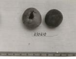 Click for 1 image(s) for this accession. FRUIT